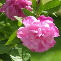 Rosa Old Blush China - Old Shrub Rose -Future Forests Rosa Old Blush 3
