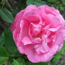 Rosa Old Blush China - Old Shrub Rose -Future Forests Rosa Old Blush 4