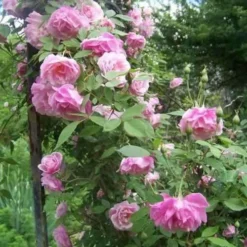 Rosa Old Blush China - Old Shrub Rose -Future Forests Rosa Old Blush 5