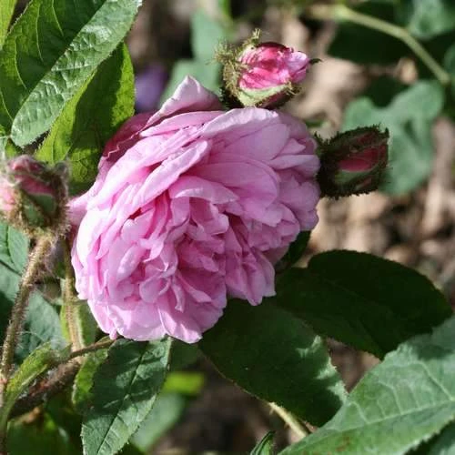 Rosa Old Pink Moss - Old Moss Shrub Rose 2 Rosa Old Pink Moss - Old Moss Shrub Rose - Image 2