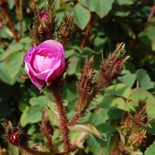 Rosa Old Pink Moss - Old Moss Shrub Rose 3 Rosa Old Pink Moss - Old Moss Shrub Rose - Image 3