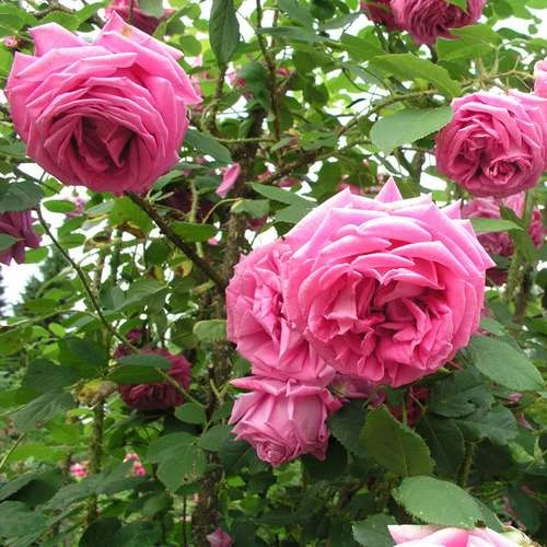 Rosa Old Pink Moss - Old Moss Shrub Rose 4 Rosa Old Pink Moss - Old Moss Shrub Rose - Image 4