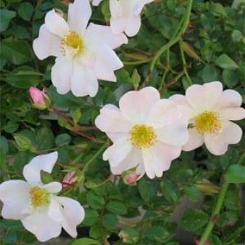 Rosa Partridge - Groundcover Rose 2 Rosa Partridge - Groundcover Rose - Image 2
