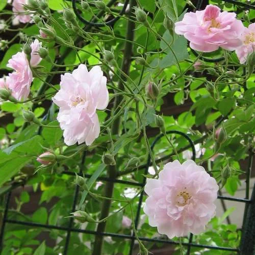 Rosa Paul's Himalayan Musk - Rambling Rose 3 Rosa Paul's Himalayan Musk - Rambling Rose - Image 3