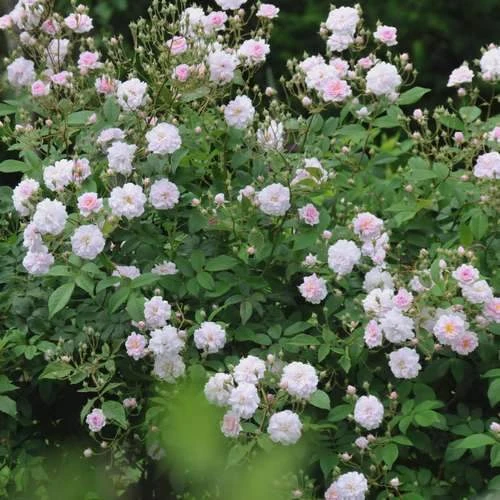 Rosa Paul's Himalayan Musk - Rambling Rose 4 Rosa Paul's Himalayan Musk - Rambling Rose - Image 4