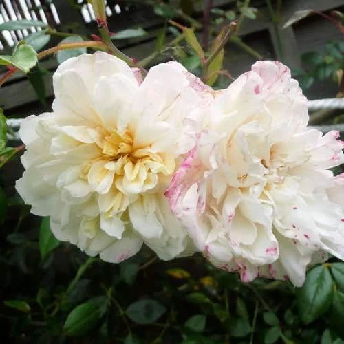 Rosa Paul's Himalayan Musk - Rambling Rose 1 Rosa Paul's Himalayan Musk - Rambling Rose