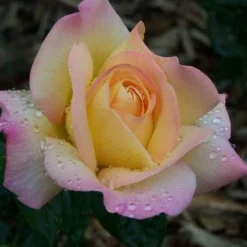 Rosa Peace - Hybrid Tea Shrub Rose -Future Forests Rosa Peace 3