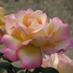 Rosa Peace - Hybrid Tea Shrub Rose -Future Forests Rosa Peace X