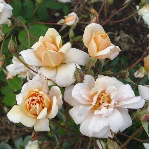 Rosa Perle D'Or - Old Shrub Rose 2 Rosa Perle D'Or - Old Shrub Rose - Image 2