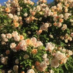 Rosa Perle D'Or - Old Shrub Rose 19 Rosa Perle D'Or - Old Shrub Rose -Future Forests Rosa Perle d Or 03