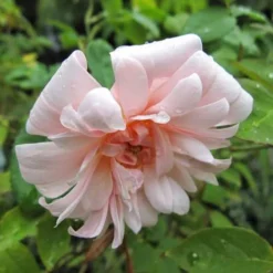 Rosa Perle D'Or - Old Shrub Rose 15 Rosa Perle D'Or - Old Shrub Rose -Future Forests Rosa Perle d Or 06