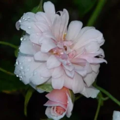 Rosa Perle D'Or - Old Shrub Rose 13 Rosa Perle D'Or - Old Shrub Rose -Future Forests Rosa Perle d Or 07