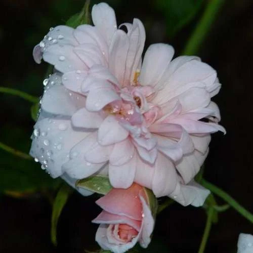 Rosa Perle D'Or - Old Shrub Rose 3 Rosa Perle D'Or - Old Shrub Rose - Image 3