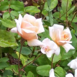 Rosa Perle D'Or - Old Shrub Rose 17 Rosa Perle D'Or - Old Shrub Rose -Future Forests Rosa Perle d Or 1