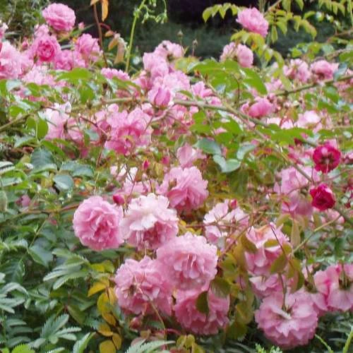 Rosa Persica Pheasant 2 Rosa Persica Pheasant - Image 2