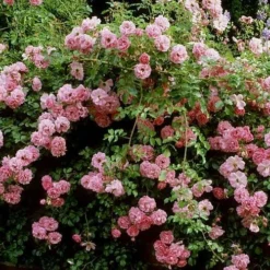 Rosa Persica Pheasant 6 Rosa Persica Pheasant -Future Forests Rosa Pheasant 02