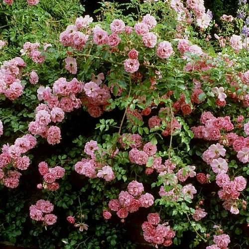 Rosa Persica Pheasant 3 Rosa Persica Pheasant - Image 3