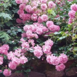 Rosa Persica Pheasant 7 Rosa Persica Pheasant -Future Forests Rosa Pheasant 03