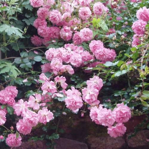 Rosa Persica Pheasant 4 Rosa Persica Pheasant - Image 4