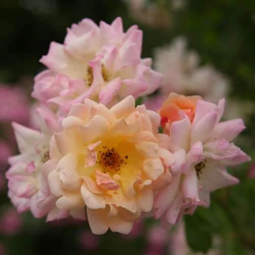 Rosa Phyllis Bide 1 Rosa Phyllis Bide