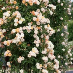 Rosa Phyllis Bide 9 Rosa Phyllis Bide -Future Forests Rosa Phyllis Bide 2