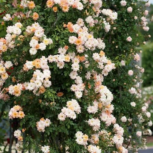 Rosa Phyllis Bide 5 Rosa Phyllis Bide - Image 5