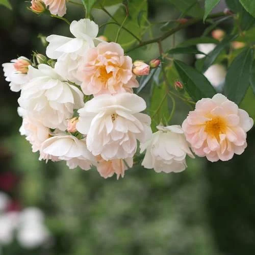 Rosa Phyllis Bide 4 Rosa Phyllis Bide - Image 4