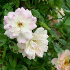 Rosa Phyllis Bide 7 Rosa Phyllis Bide -Future Forests Rosa Phyllis Bide 4