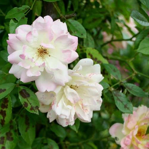 Rosa Phyllis Bide 3 Rosa Phyllis Bide - Image 3