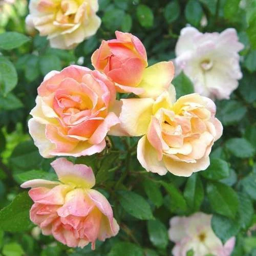 Rosa Phyllis Bide 2 Rosa Phyllis Bide - Image 2