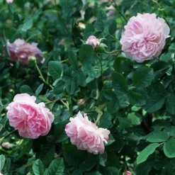 Rosa Quatre Saisons - Old Shrub Rose 7 Rosa Quatre Saisons - Old Shrub Rose -Future Forests Rosa Quatre Saisons 2