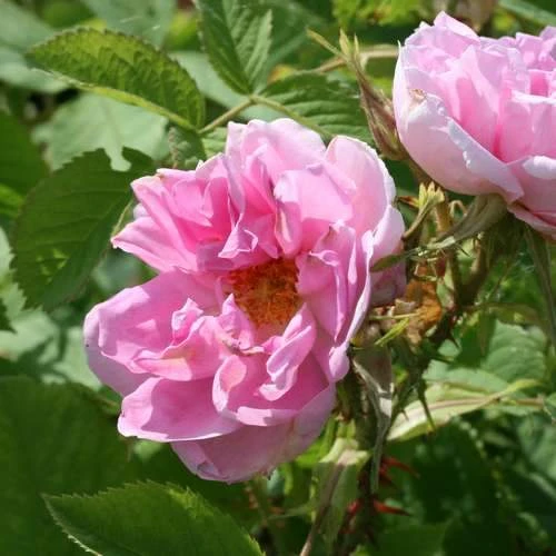 Rosa Quatre Saisons - Old Shrub Rose 4 Rosa Quatre Saisons - Old Shrub Rose - Image 4