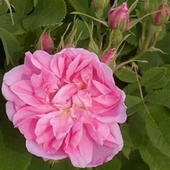 Rosa Quatre Saisons - Old Shrub Rose 9 Rosa Quatre Saisons - Old Shrub Rose -Future Forests Rosa Quatre Saisons 4