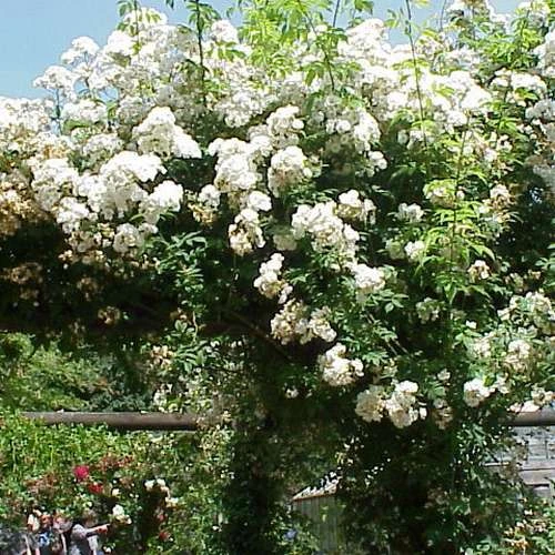 Rosa Rambling Rector - Rambling Rose 2 Rosa Rambling Rector - Rambling Rose - Image 2