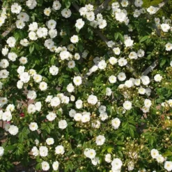 Rosa Rambling Rector - Rambling Rose 9 Rosa Rambling Rector - Rambling Rose -Future Forests Rosa Rambling Rector 2