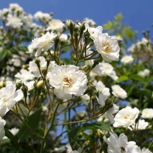 Rosa Rambling Rector - Rambling Rose 4 Rosa Rambling Rector - Rambling Rose - Image 4