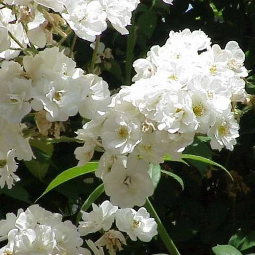 Rosa Rambling Rector - Rambling Rose 5 Rosa Rambling Rector - Rambling Rose - Image 5