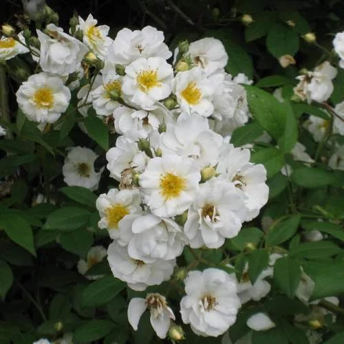 Rosa Rambling Rector - Rambling Rose 7 Rosa Rambling Rector - Rambling Rose - Image 7
