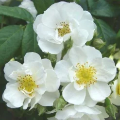 Rosa Rambling Rector - Rambling Rose