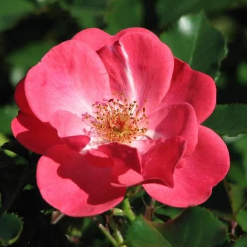 Rosa Red Blanket 1 Rosa Red Blanket