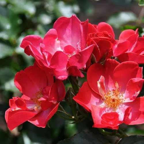 Rosa Red Blanket 2 Rosa Red Blanket - Image 2