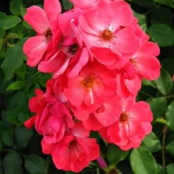 Rosa Red Blanket 5 Rosa Red Blanket -Future Forests Rosa Red Blanket 3