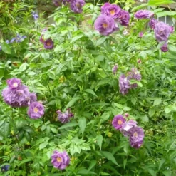 Rosa Rhapsody In Blue -Future Forests Rosa Rhapsody in Blue 4