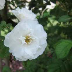 Future Forests -Future Forests Rosa Schneezwerg 3