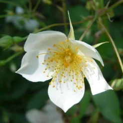 Rosa Sir Cedric Morris - Rambling Rose -Future Forests Rosa Sir Cedric Morris 4