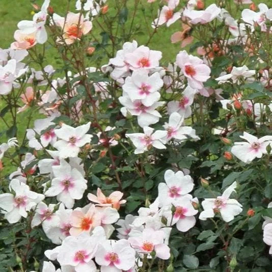 Rosa Persica Smiling Eyes 2 Rosa Persica Smiling Eyes - Image 2