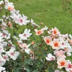 Rosa Persica Smiling Eyes 6 Rosa Persica Smiling Eyes -Future Forests Rosa Smiling Eyes 01 cc788553 74f1 432c 9b66 3f1016c4012d