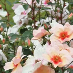 Rosa Persica Smiling Eyes 7 Rosa Persica Smiling Eyes -Future Forests Rosa Smiling Eyes 02 57b3481d c44e 4720 9b5c 10cd4aa6cdeb