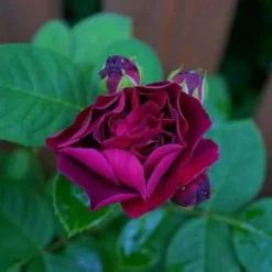 Rosa Souvenir Du Dr Jamain - Climbing Rose 8 Rosa Souvenir Du Dr Jamain - Climbing Rose -Future Forests Rosa Souvenir du Dr Jamain 3