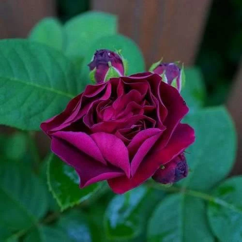 Rosa Souvenir Du Dr Jamain - Climbing Rose 3 Rosa Souvenir Du Dr Jamain - Climbing Rose - Image 3